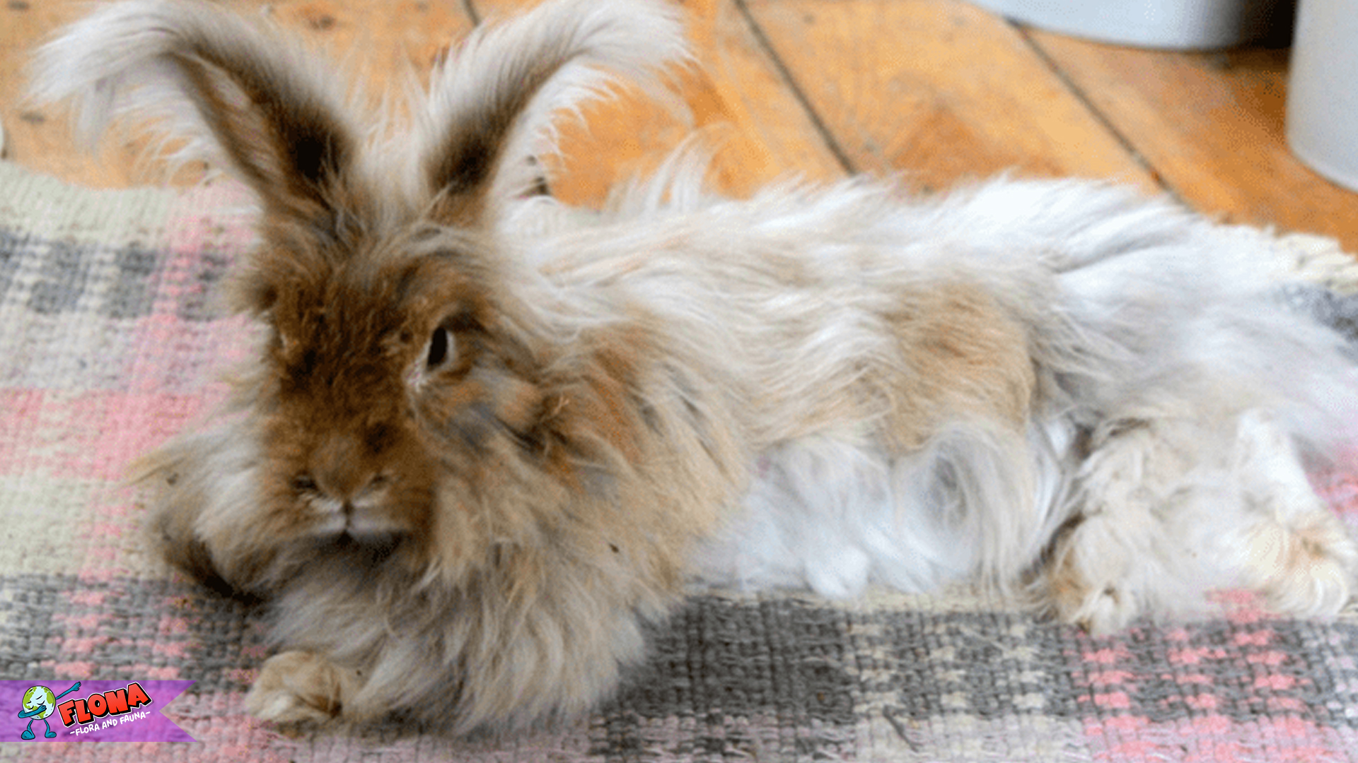 Mengenal Kelinci Angora: 5 Hal Unik yang Bikin Kamu Terpesona 3 Mengenal Kelinci Angora: 5 Hal Unik yang Bikin Kamu Terpesona