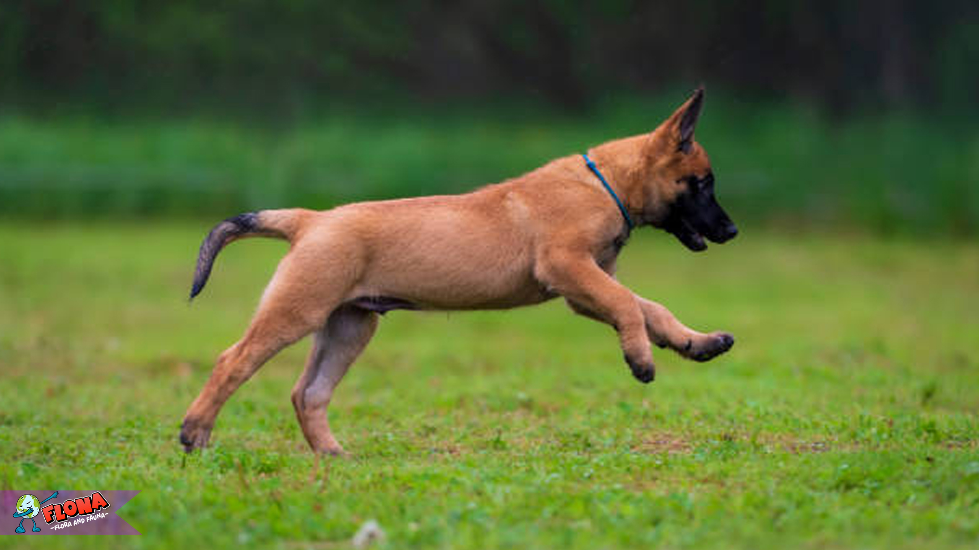 Anjing Gembala Belgia Bawa 3 Kejutan di Dunia Hewan Peliharaan 3 Anjing Gembala Belgia Bawa 3 Kejutan di Dunia Hewan Peliharaan