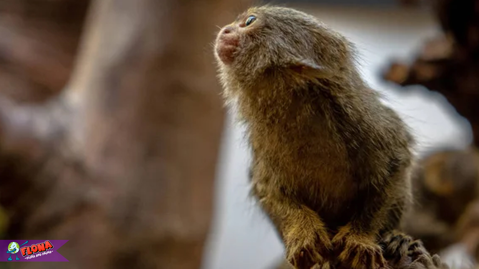 Kehidupan Marmoset Kerdil Barat dalam 4 Kebiasaan Lucu 3 Kehidupan Marmoset Kerdil Barat dalam 4 Kebiasaan Lucu