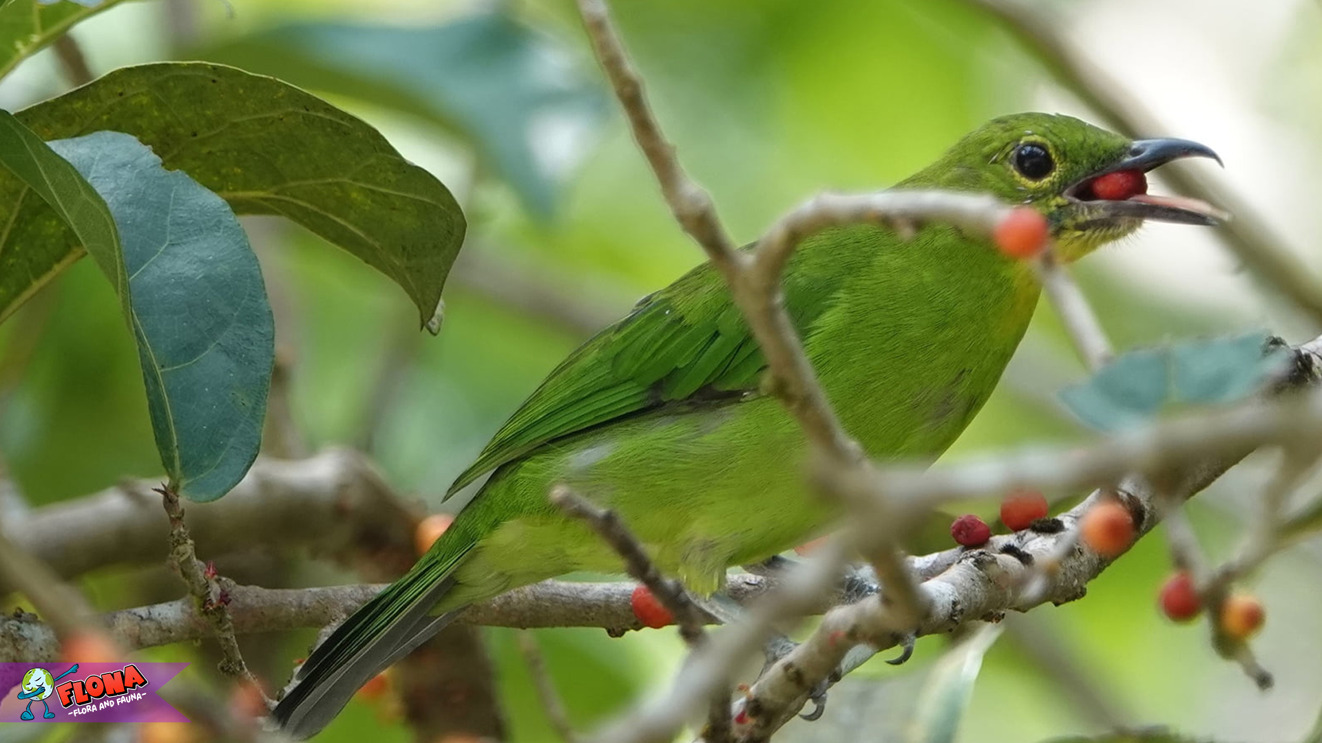 Burung Cica Daun Besar: 3 Fakta Seru yang Wajib Dicatat 3 Burung Cica Daun Besar: 3 Fakta Seru yang Wajib Dicatat