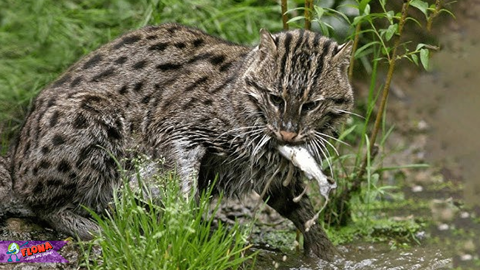 Keunikan Kucing Bakau dalam 5 Aspek yang Mengagumkan 3 Keunikan Kucing Bakau dalam 5 Aspek yang Mengagumkan
