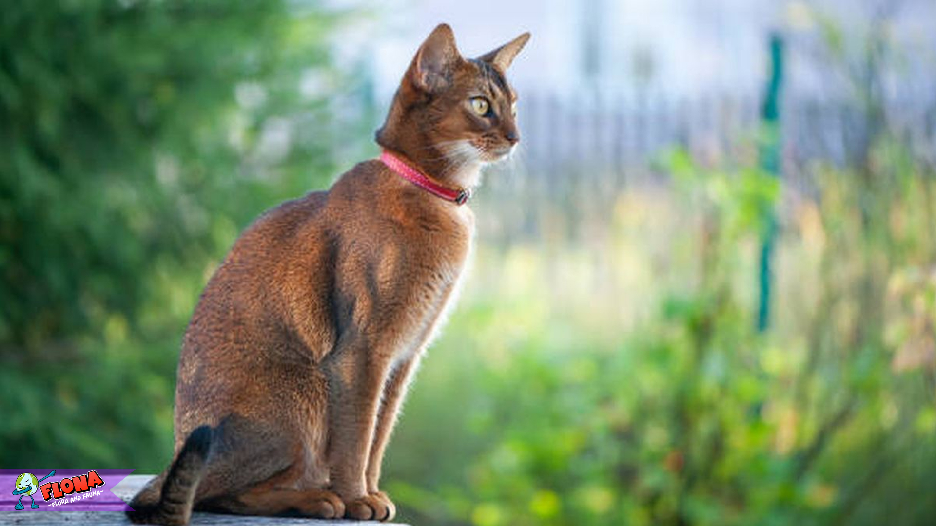 Kucing Abisinia dan 3 Kebiasaan Unik yang Menggemaskan 3 Kucing Abisinia dan 3 Kebiasaan Unik yang Menggemaskan