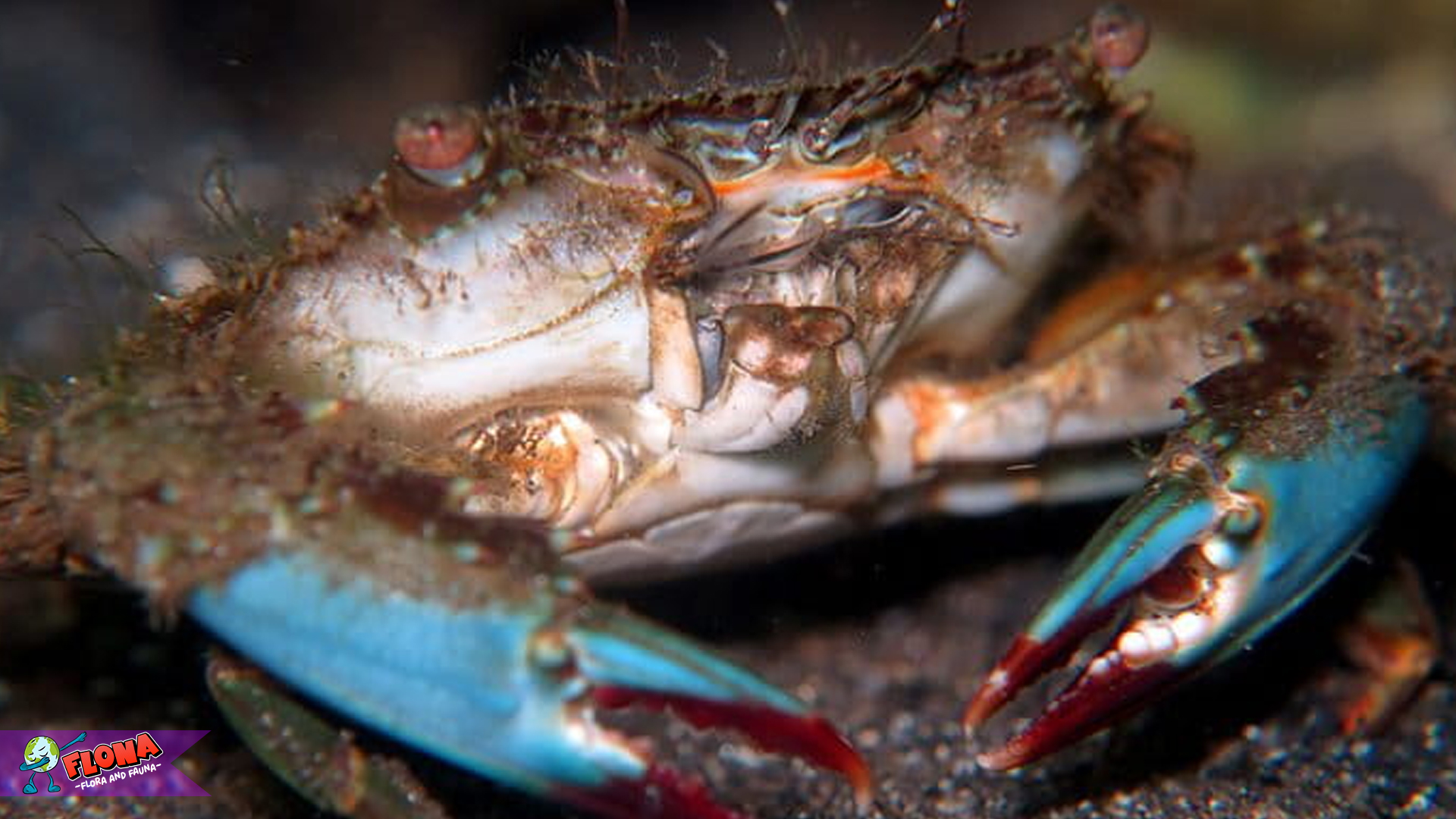 Rajungan serta 4 Cara Bertahan Hidup di Lingkungan Laut 3 Rajungan serta 4 Cara Bertahan Hidup di Lingkungan Laut
