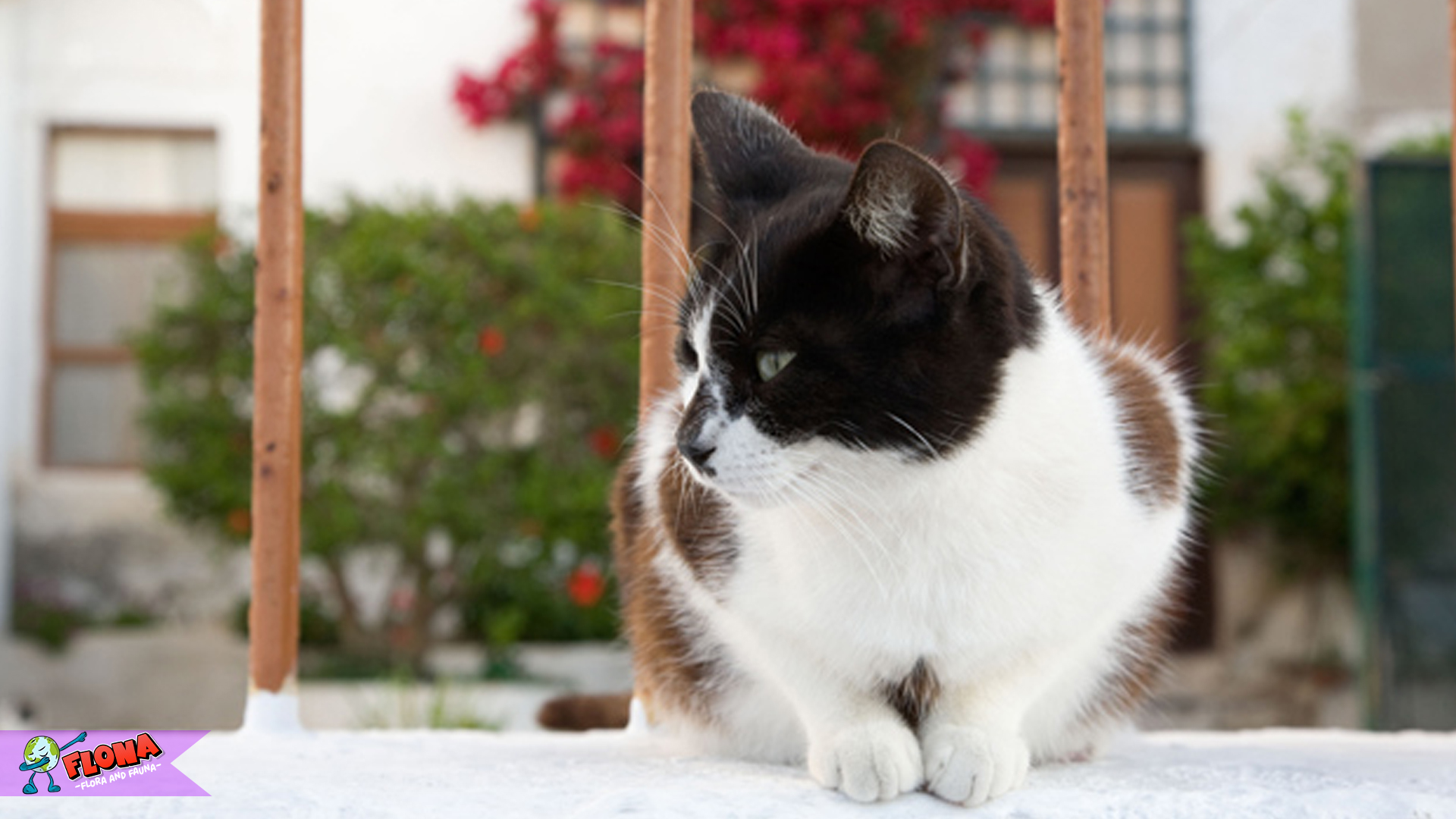 Hewan Kucing Aegea: 4 Keunggulan yang Membuatnya Berbeda