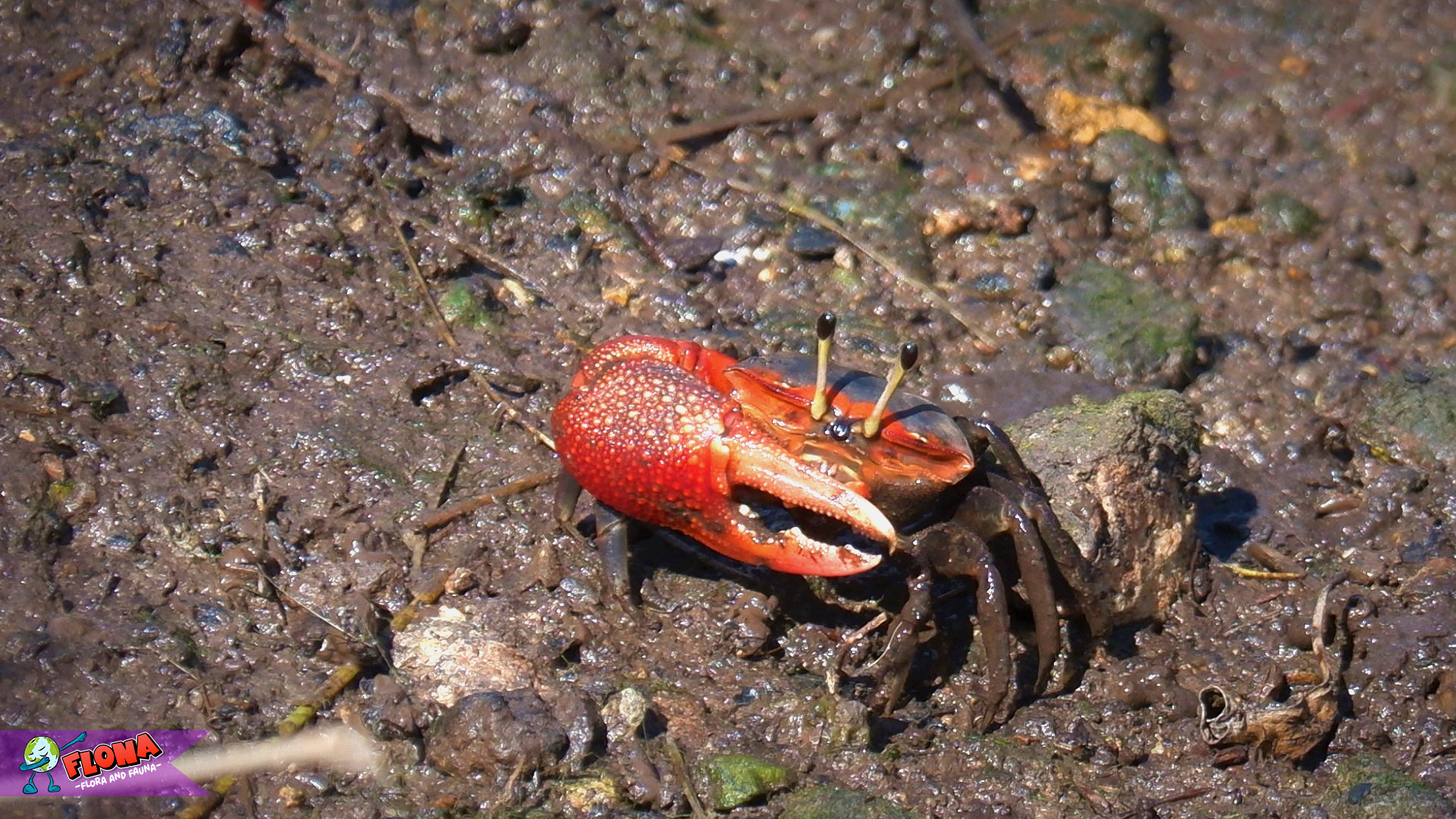 Kepiting Biola dan 4 Kebiasaan Aneh yang Menggemaskan 3 Kepiting Biola dan 4 Kebiasaan Aneh yang Menggemaskan