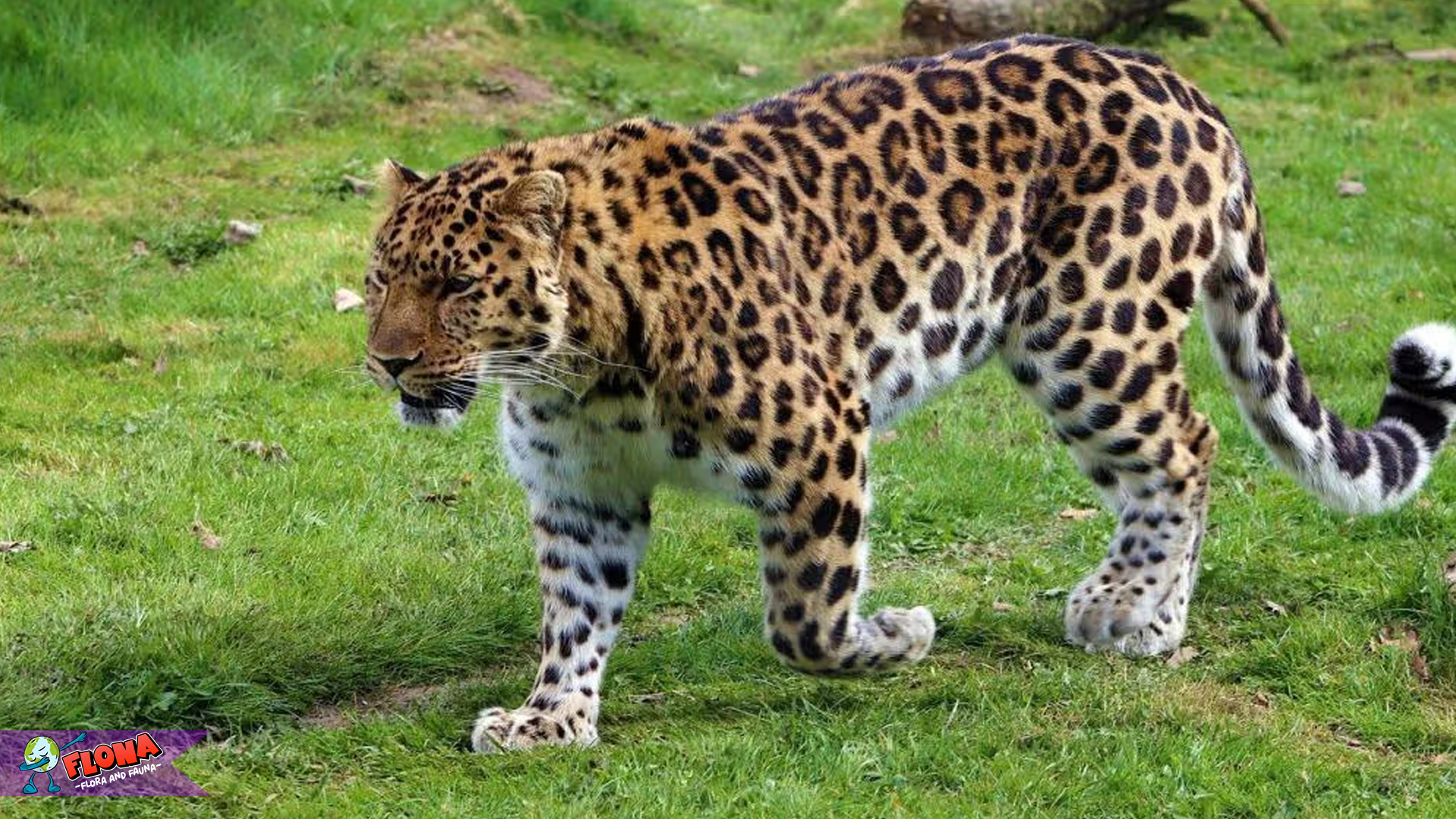 Kecepatan dan Kekuatan: 4 Fakta Hebat Tentang Macan Tutul 4 Kecepatan dan Kekuatan: 4 Fakta Hebat Tentang Macan Tutul