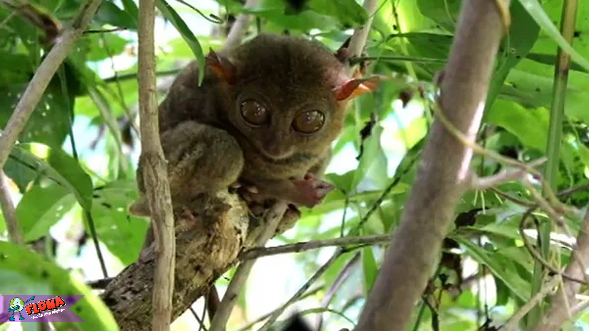 5 Adaptasi Tarsius Ingkat untuk Bertahan Hidup di Habitatnya 1 5 Adaptasi Tarsius Ingkat untuk Bertahan Hidup di Habitatnya