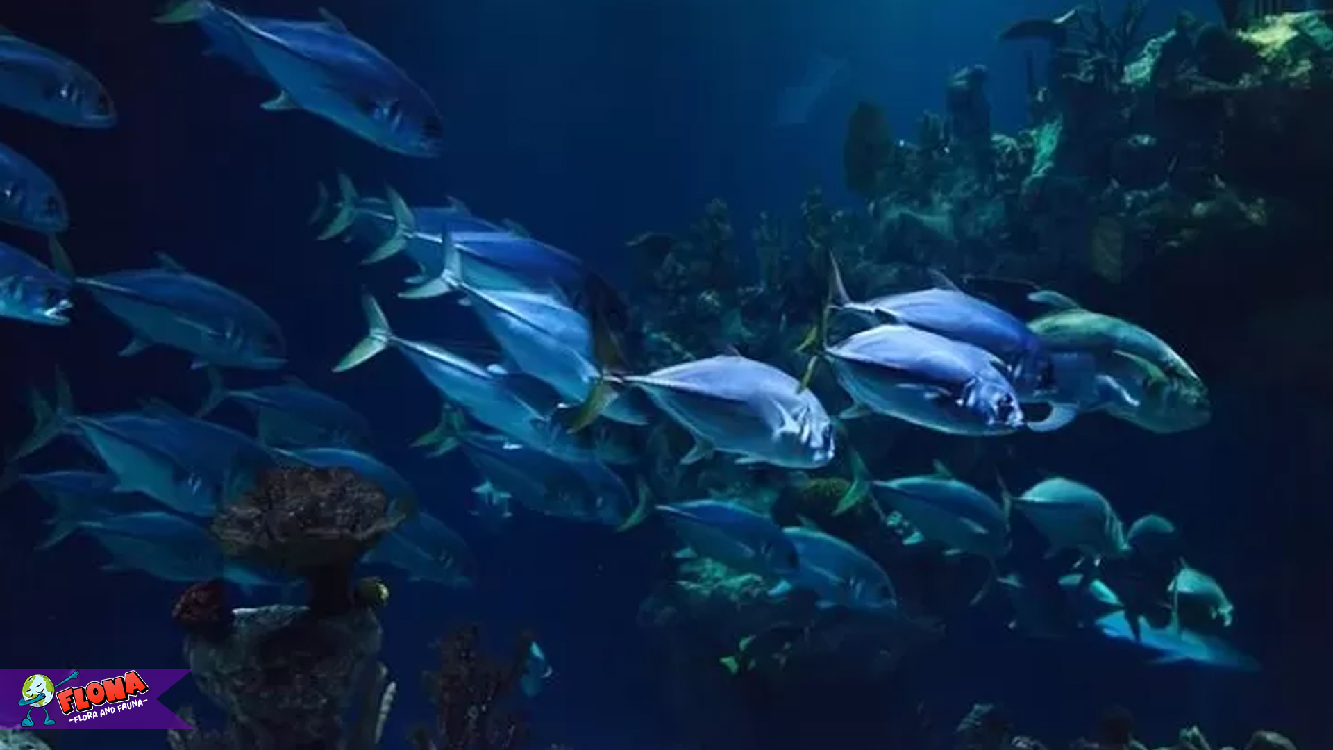 Ikan Bawal Laut dan 4 Perjalanan Ekosistem yang Menakjubkan 3 Ikan Bawal Laut dan 4 Perjalanan Ekosistem yang Menakjubkan