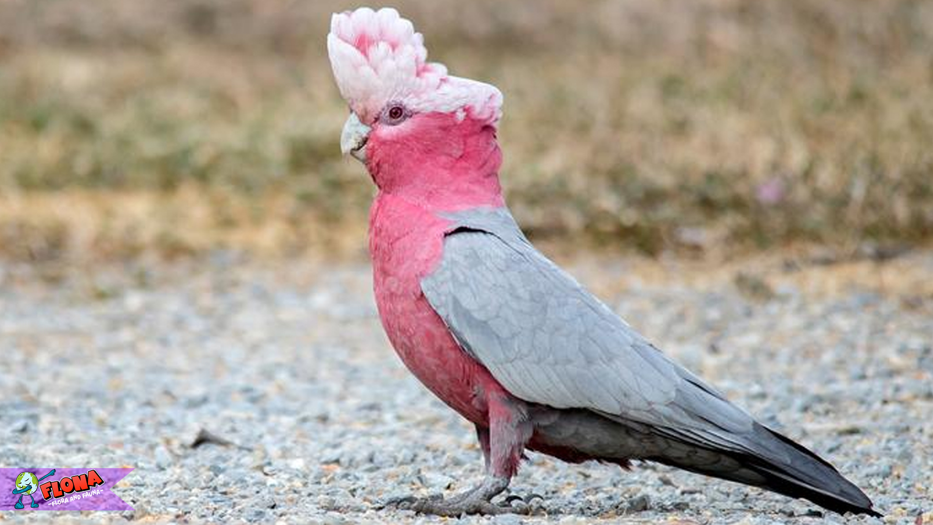 Kakatua Galah dan 5 Kebiasaan Lucu yang Memikat Hati 3 Kakatua Galah dan 5 Kebiasaan Lucu yang Memikat Hati