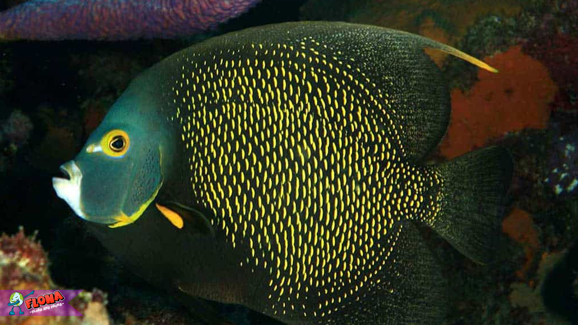 5 Hal Penting Tentang Habitat dan Kebiasaan Ikan Injel 3 5 Hal Penting Tentang Habitat dan Kebiasaan Ikan Injel