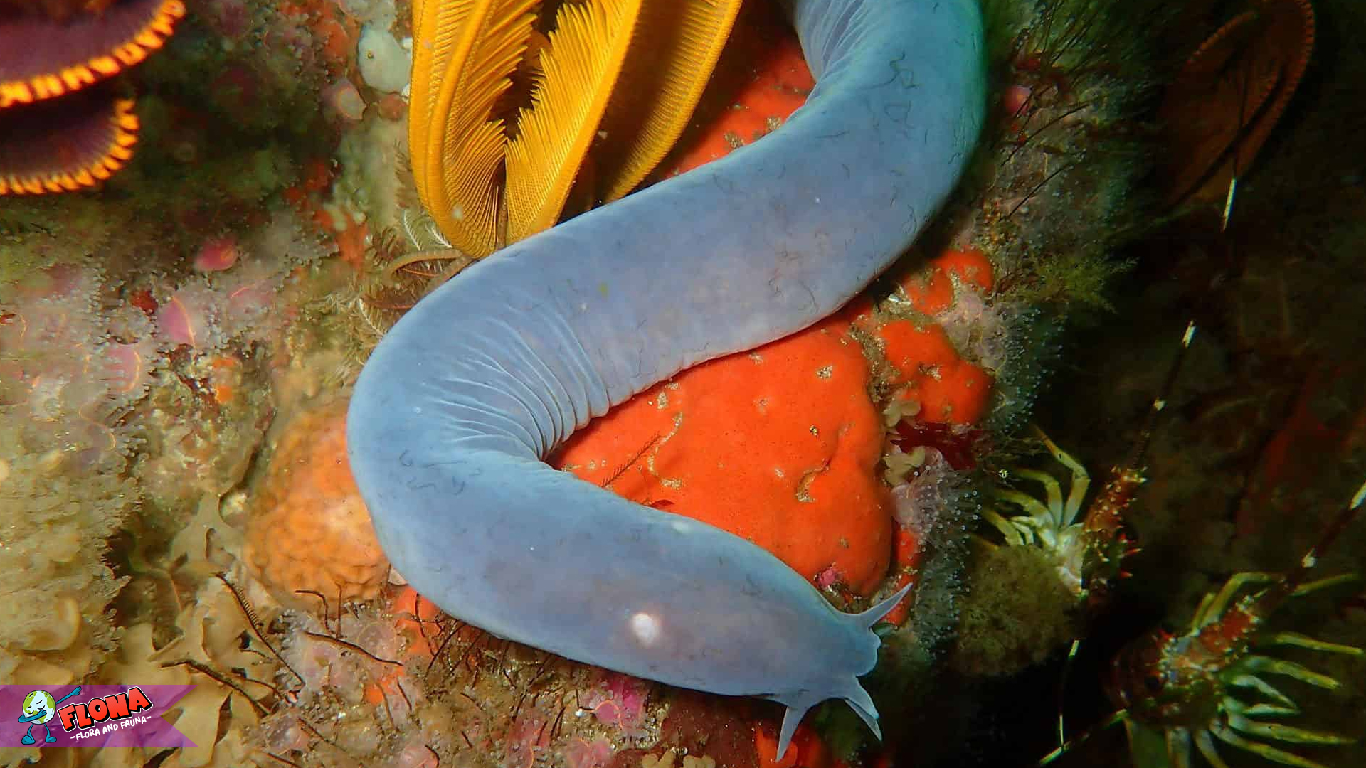 Belut Lintah dan 5 Fakta Habitat Asli yang Membentuk Karakternya 3 Belut Lintah dan 5 Fakta Habitat Asli yang Membentuk Karakternya