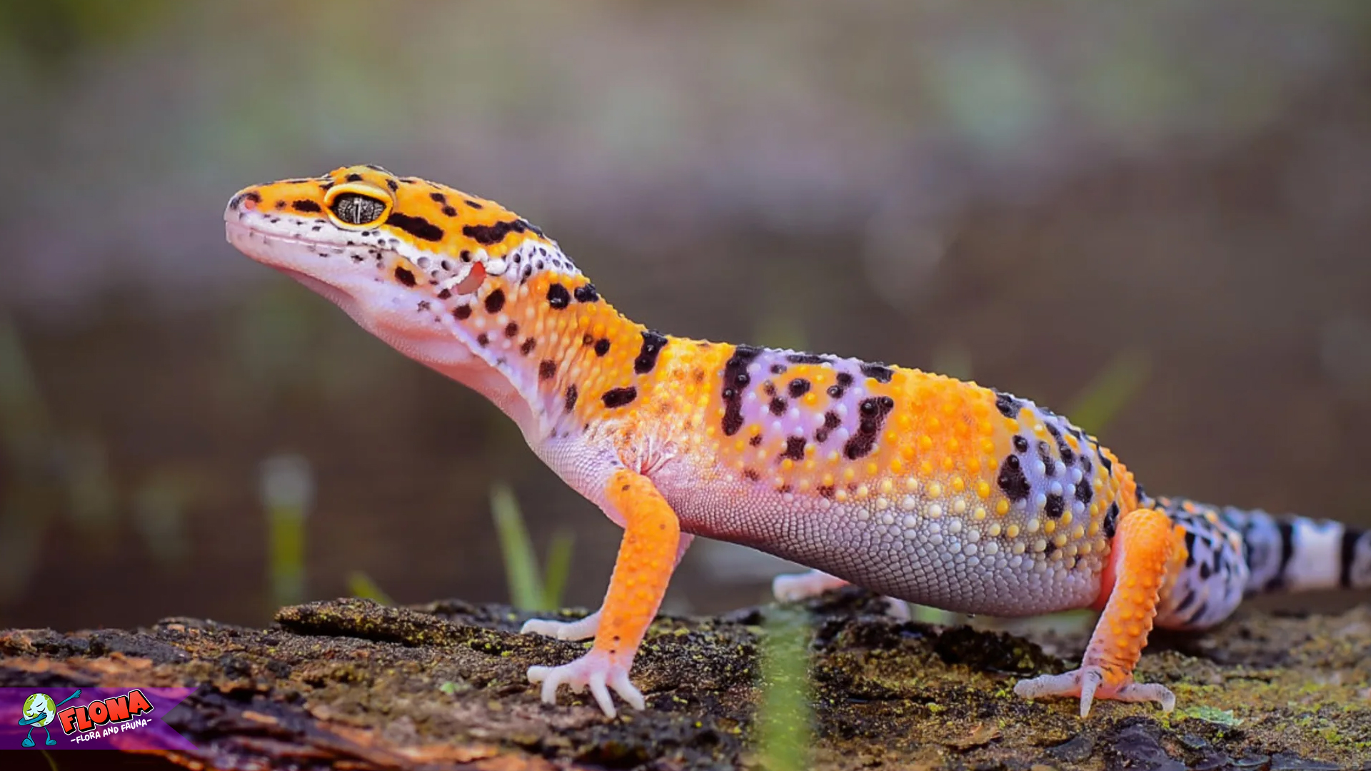 Tokek Leopard: 5 Fakta Unik yang Wajib Diketahui Pecinta Reptil 1 Tokek Leopard: 5 Fakta Unik yang Wajib Diketahui Pecinta Reptil
