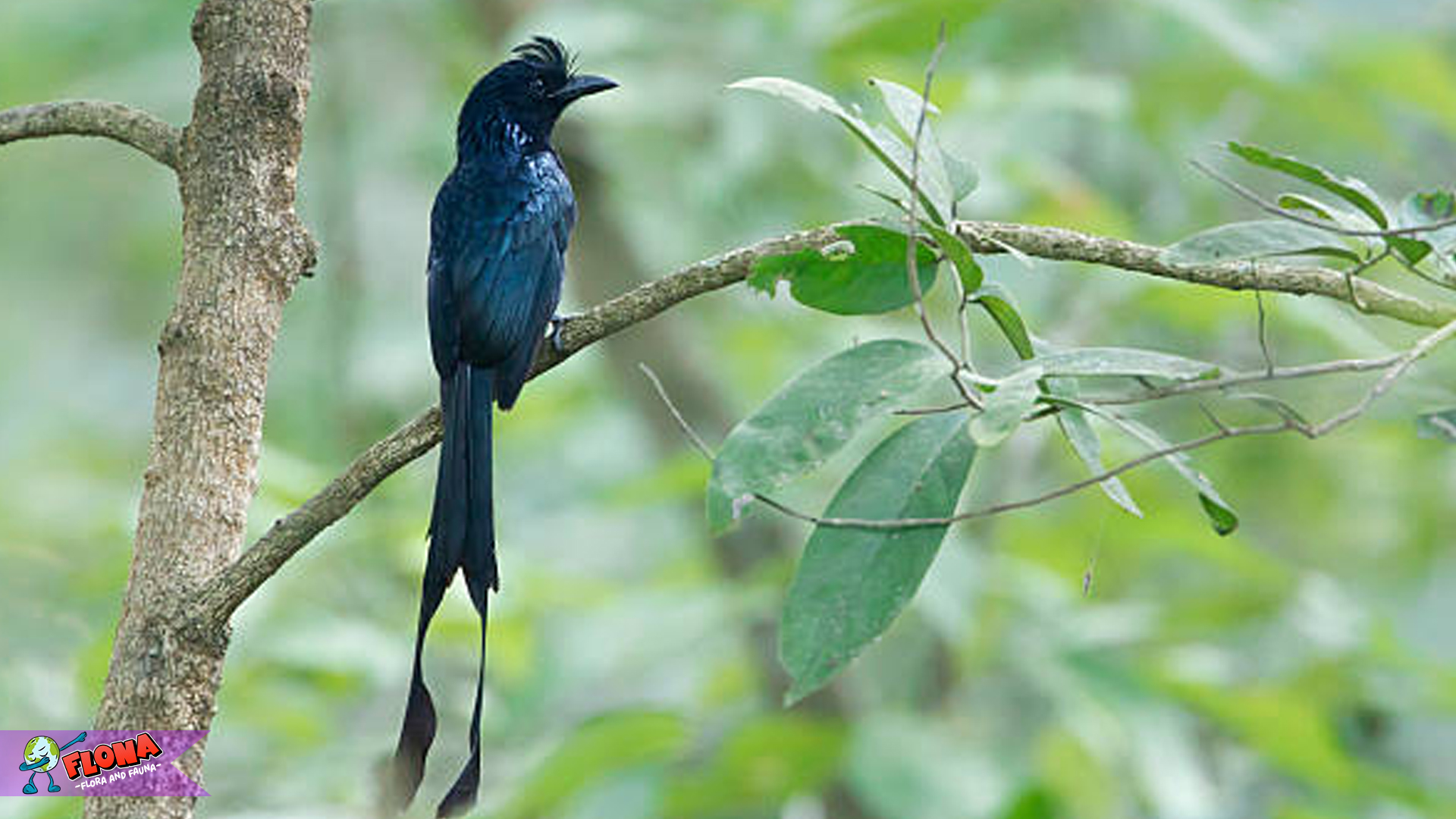 Keindahan Burung Srigunting Hitam Terpancar dalam 5 Gerakan 3 Keindahan Burung Srigunting Hitam Terpancar dalam 5 Gerakan