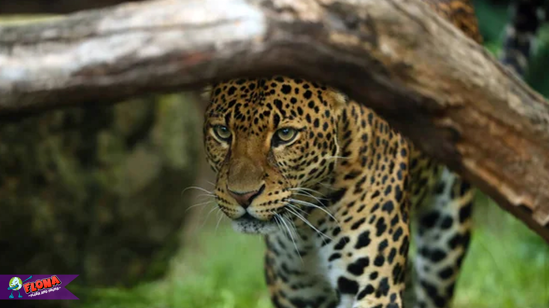 Habitat Macan Tutul Anatolia Terbatas pada 4 Kawasan Strategis 3 Habitat Macan Tutul Anatolia Terbatas pada 4 Kawasan Strategis