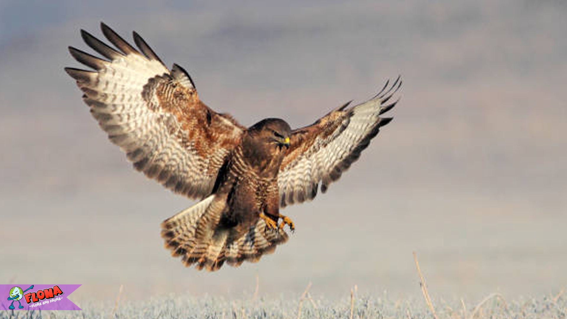 Ciri Khas Elang Buteo Terungkap melalui 5 Fakta Menarik 3 Ciri Khas Elang Buteo Terungkap melalui 5 Fakta Menarik