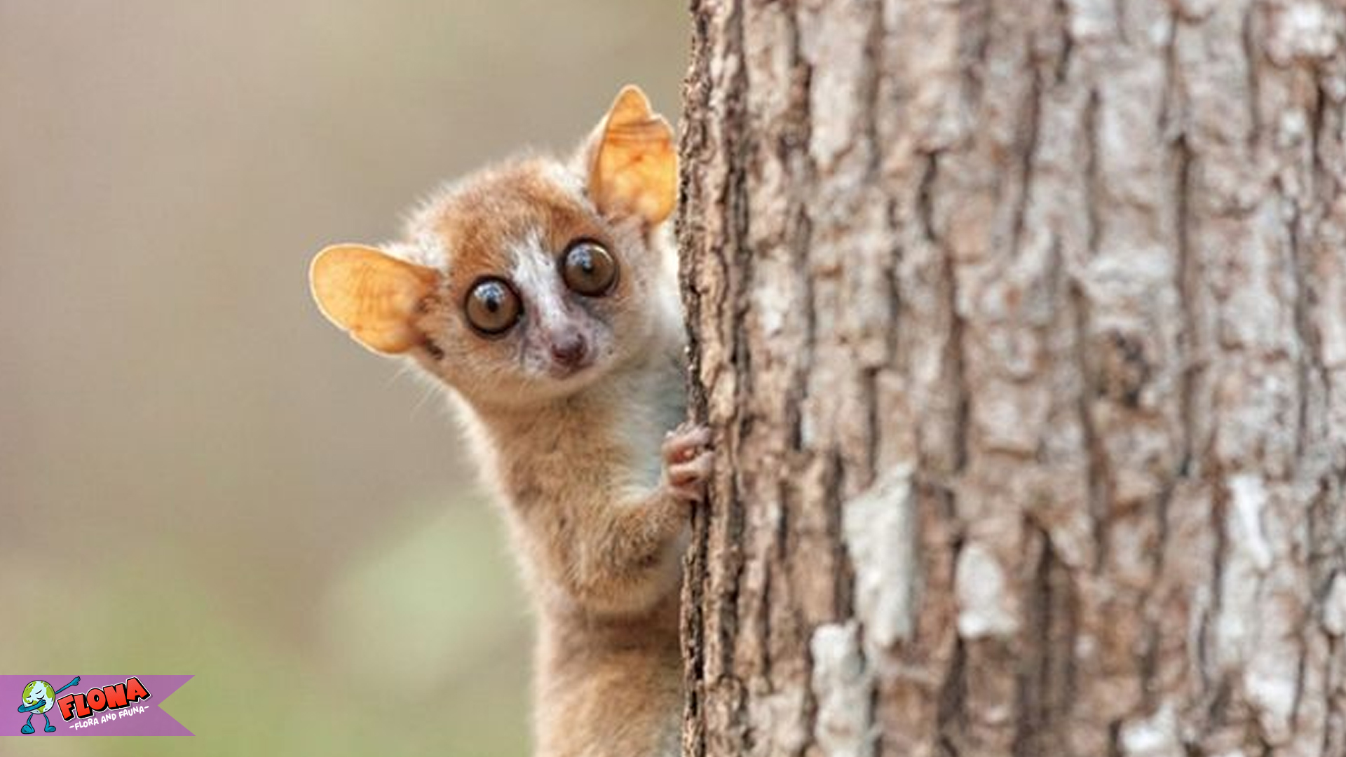 4 Hal Menarik Tentang Lemur Tikus yang Tidak Banyak Orang Tahu 3 4 Hal Menarik Tentang Lemur Tikus yang Tidak Banyak Orang Tahu