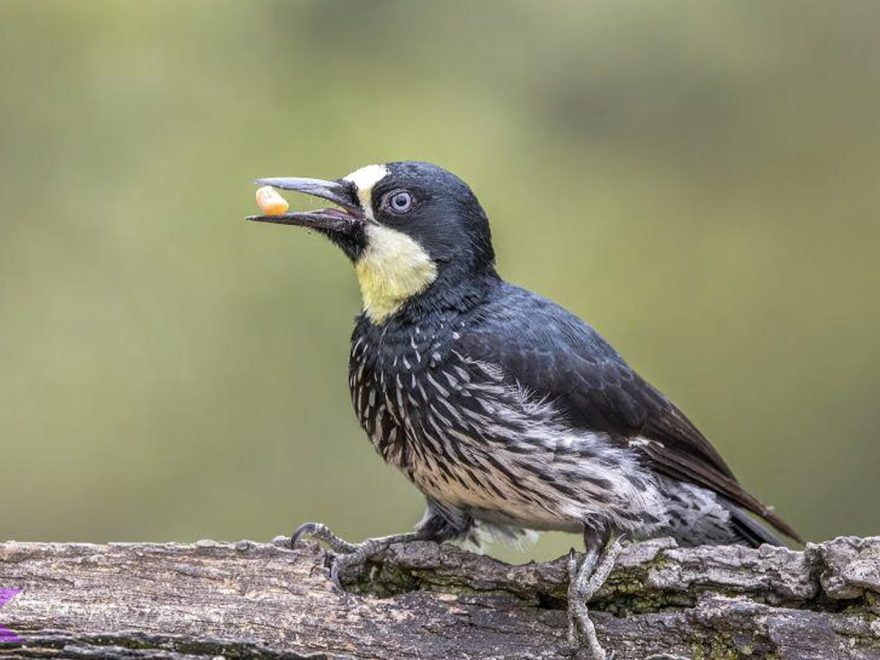 Keindahan Pelatuk Biji Ek dalam 5 Habitat Alami yang Menarik