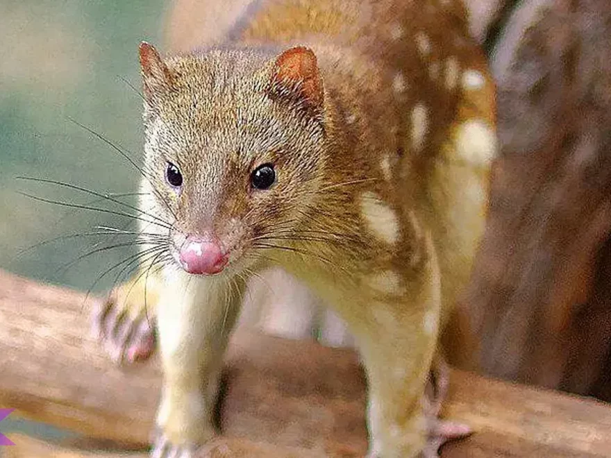 Mengenal 5 Keunikan Hewan Gumbem yang Memikat Hati 1 Mengenal 5 Keunikan Hewan Gumbem yang Memikat Hati