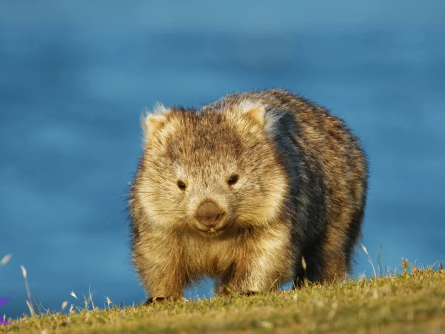 5 Hal Menarik Tentang Wombat yang Pasti Bikin Kamu Terkesan
