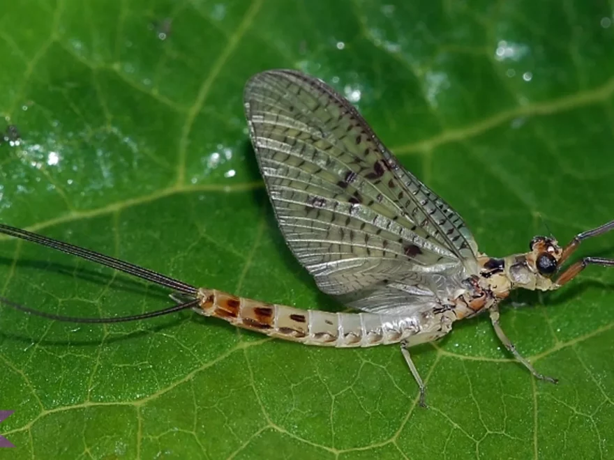 Pterygota: 5 Spesies Unik yang Mungkin Belum Anda Ketahui