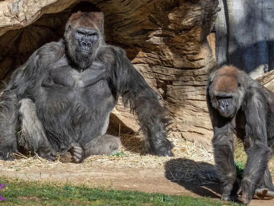5 Keistimewaan Gorila Barat yang Bikin Mereka Begitu Spesial 5 5 Keistimewaan Gorila Barat yang Bikin Mereka Begitu Spesial