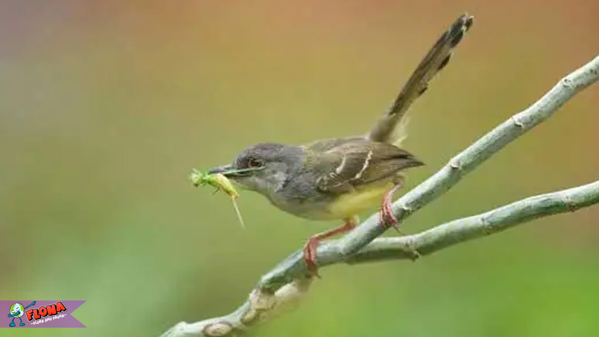 Burung Perenjak Jawa dan 4 Suara Kicauannya yang Memikat 1 Burung Perenjak Jawa dan 4 Suara Kicauannya yang Memikat
