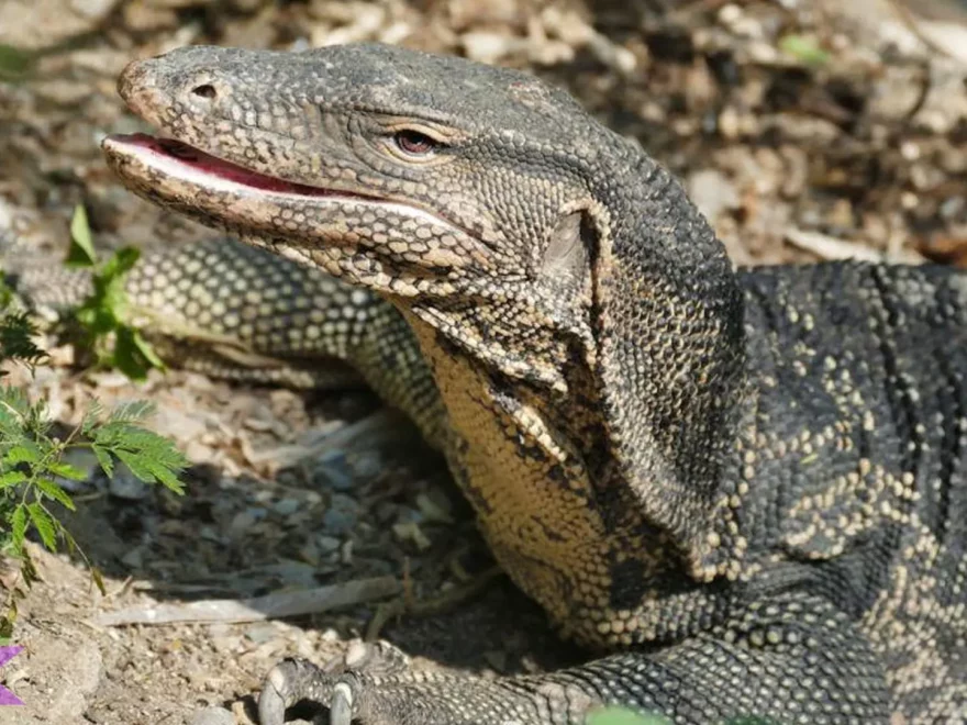 Biawak Bakau: 5 Karakteristik Menarik yang Membuatnya Ikonik