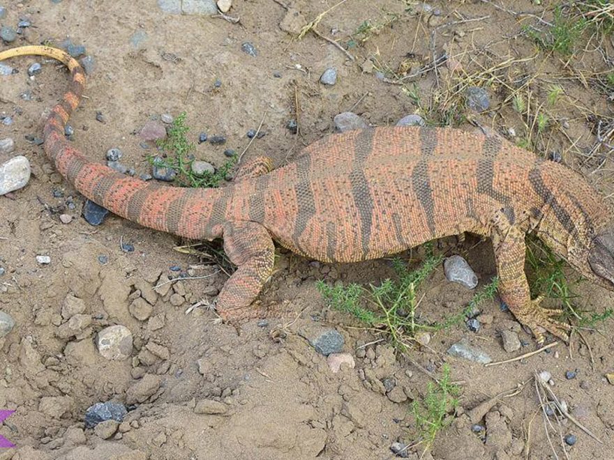 Biawak Gurun dan 5 Perilaku yang Menarik untuk Dipelajari
