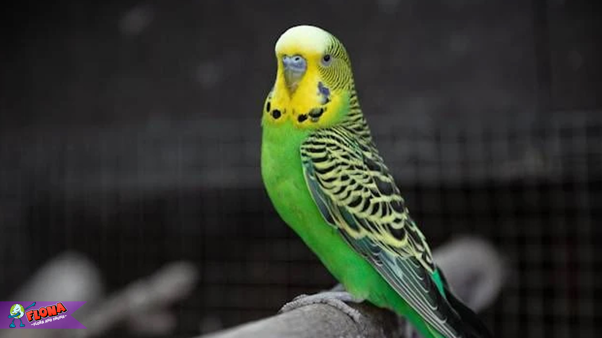 4 Karakteristik Menarik Burung Parkit yang Membuatnya Unik