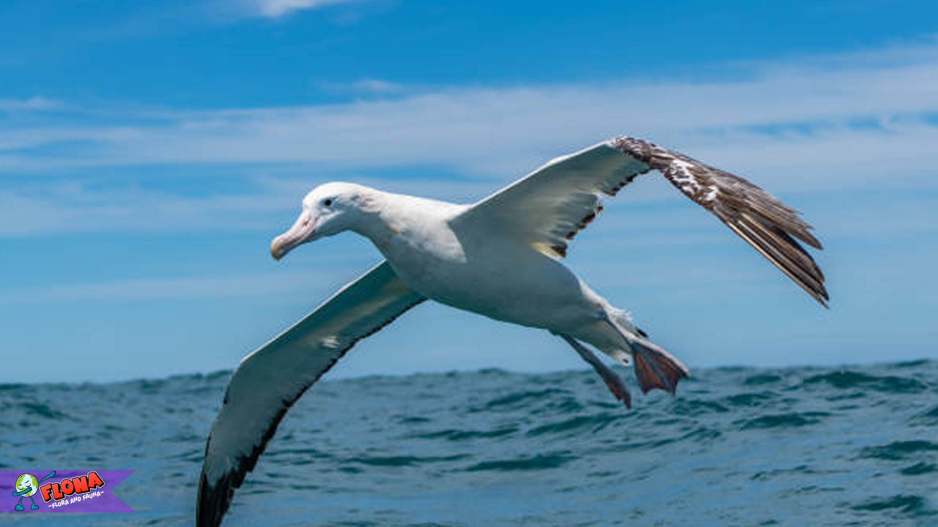 Burung Albatros Kelana dengan 4 Kebiasaan Menarik di Alam Liar