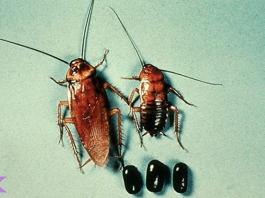 Mengenal Blattodea Melalui 5 Karakteristik Unik Tubuhnya 1 Mengenal Blattodea Melalui 5 Karakteristik Unik Tubuhnya