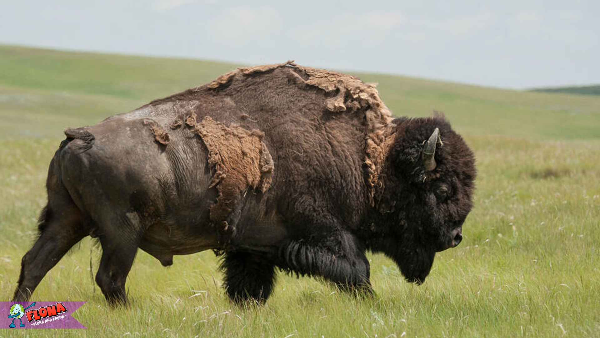 4 Ciri Fisik Bison Menakjubkan yang Memikat Perhatian Peneliti