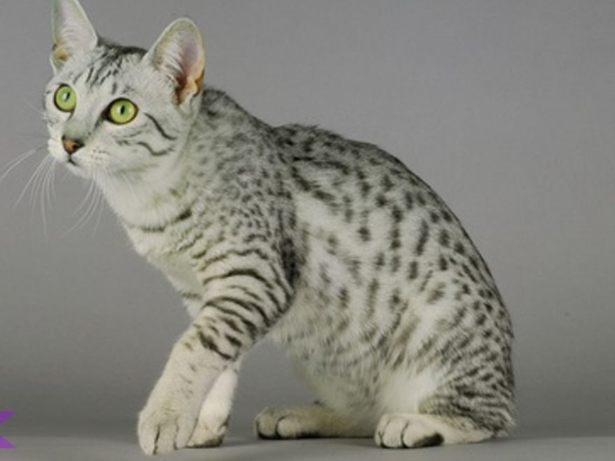 Menyingkap 5 Rahasia Kucing Mau Mesir yang Jarang Dibahas