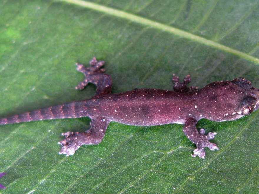 5 Fenomena Unik Cecak Gula yang Membuat Peneliti Tercengang