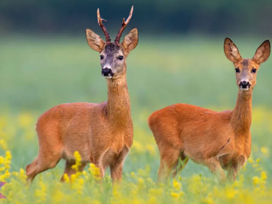Rusa Roe: 4 Ciri Khas yang Membuatnya Memikat di Dunia Satwa