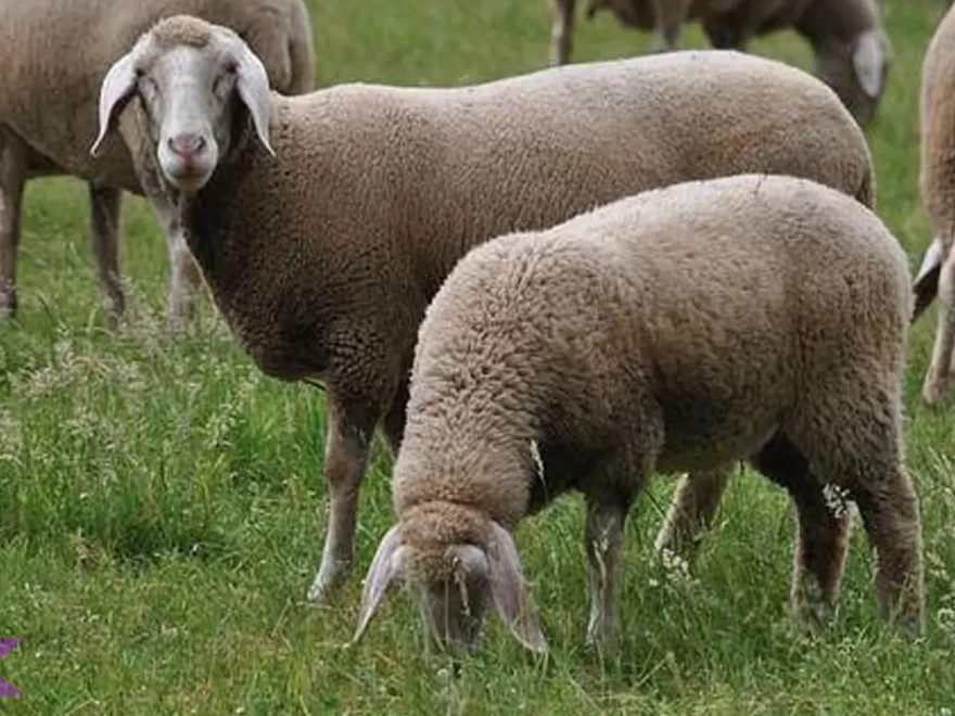 Merino: 5 Karakteristik Unik yang Membuatnya Sangat Spesial