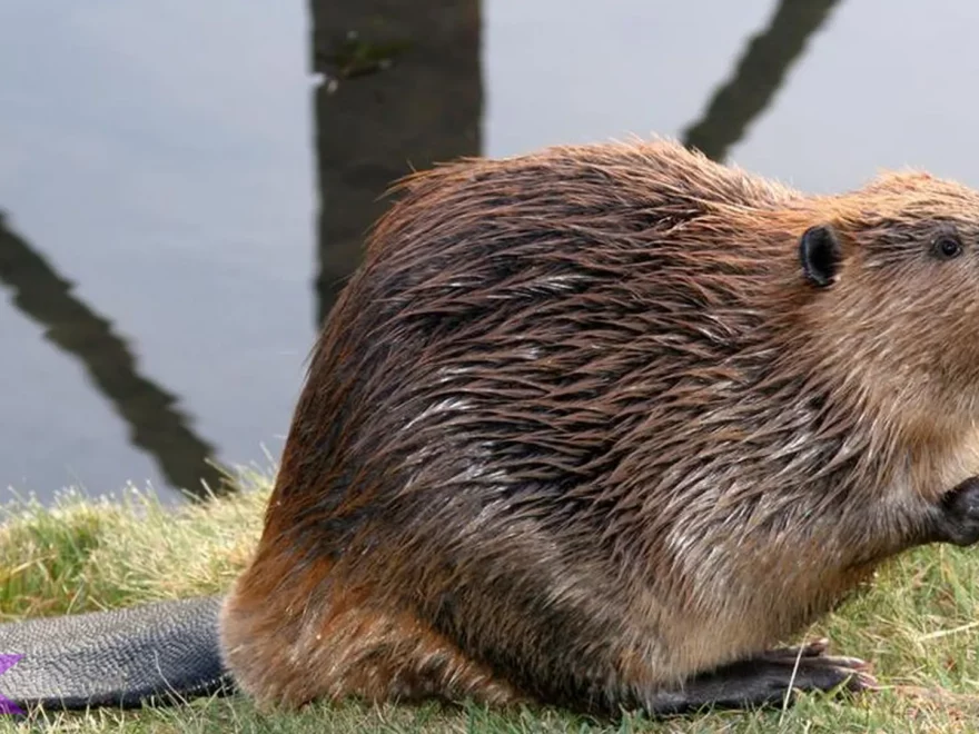 Biwara: Menelusuri 4 Fakta Unik tentang Hewan Langka dari Papua