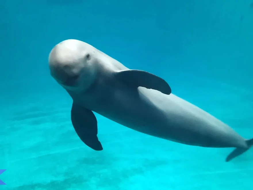 5 Kejutan Tentang Gondal Nirsirip Sing Bikin Kowe Kaget