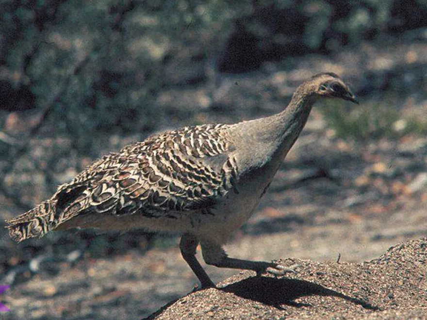 Burung Termometer, Si Kecil Punya 4 Kebiasaan Aneh Tapi Lucu