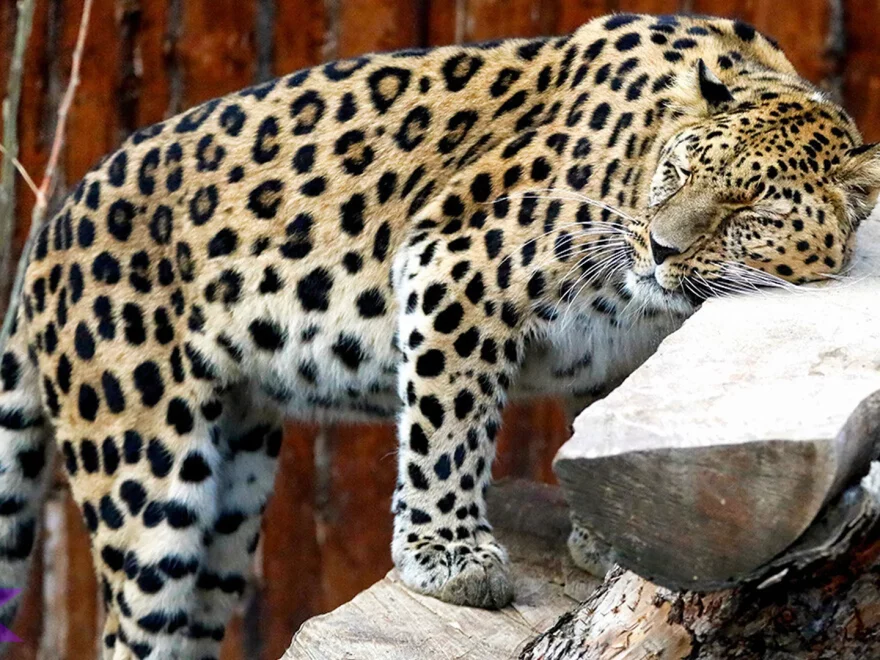 Macan Tutul Amur dan 5 Kebiasaan Unik Mereka di Hutan Siberia