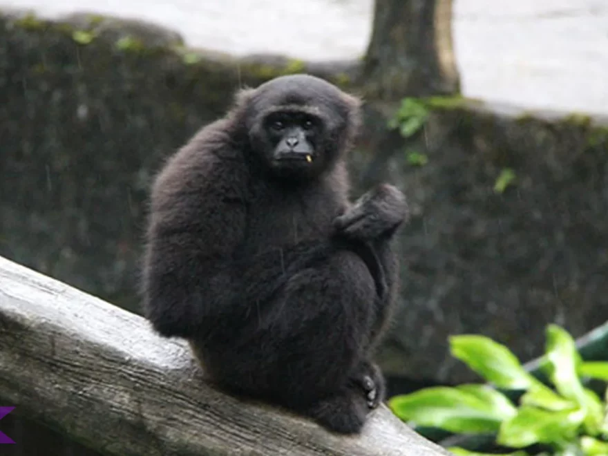 5 Tanda Bahaya Kehilangan Habitat Owa Bilau di Alam Liar