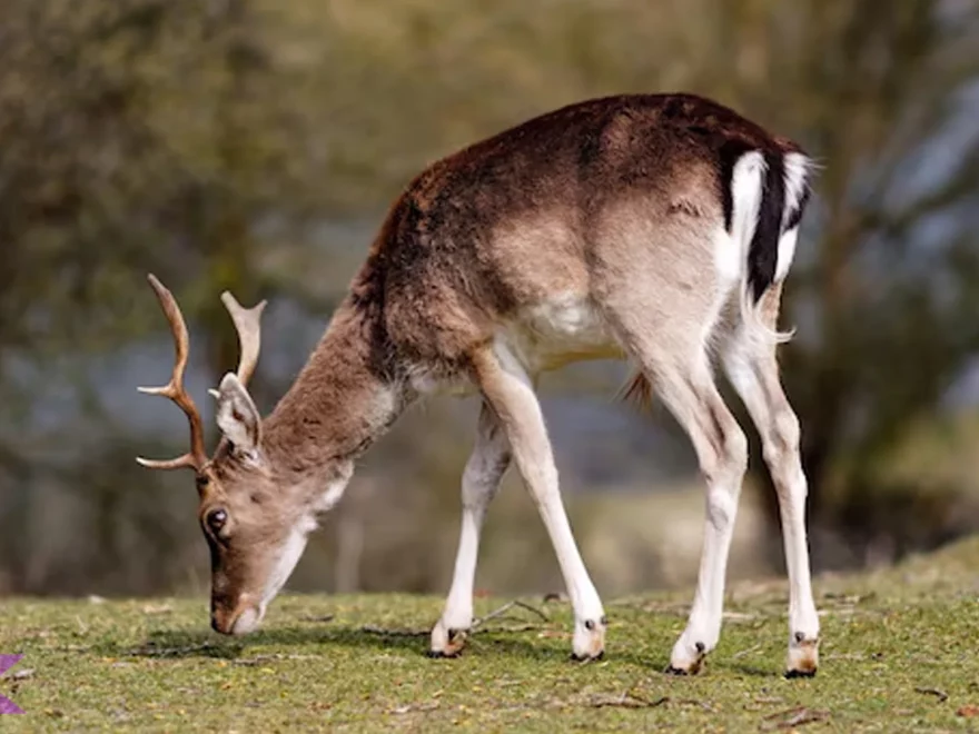 Dari 4 Tantangan Hidup Rusa Thorold di Dataran Tinggi Tibet