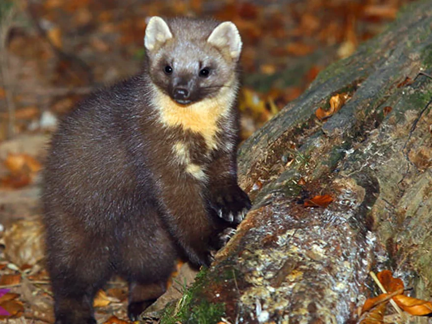 Dari 3 Spesies, Amunin Jadi Hewan Soliter dengan Gerakan Super Lincah