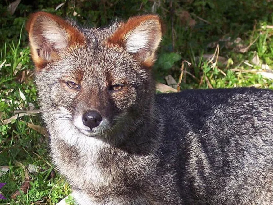 Ini Dia 4 Rahasia Gaya Hidup Rubah Darwin yang Bikin Takjub