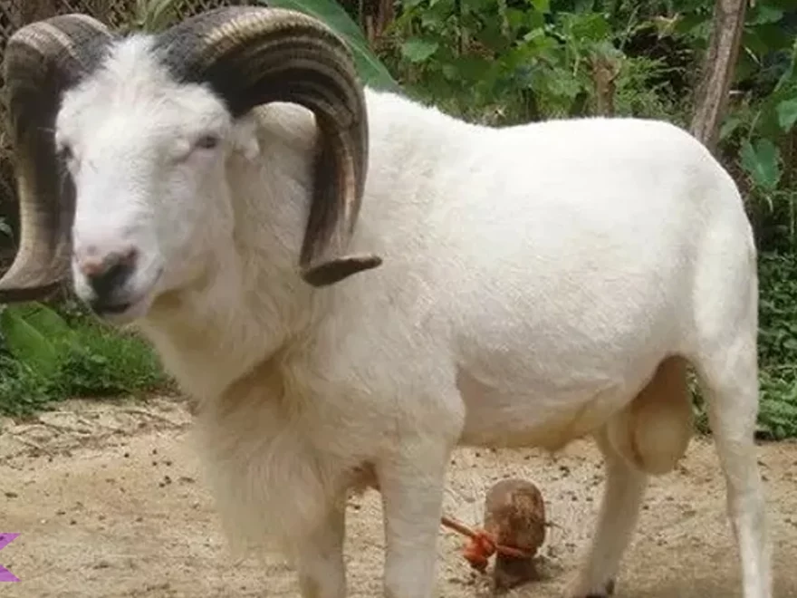 Lo Wajib Tau 5 Ciri Khas Domba Garut yang Bikin Mereka Populer