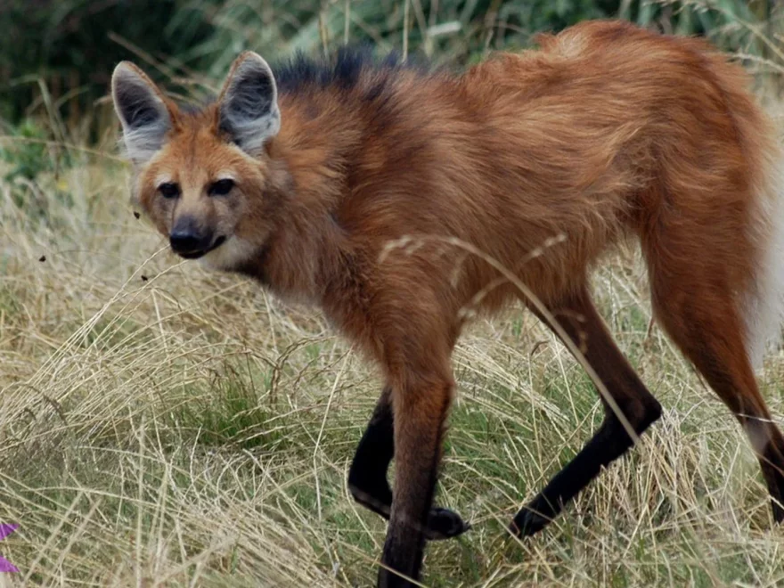 Hewan Kalak dan 5 Perbedaan Penting yang Harus Kamu Tahu