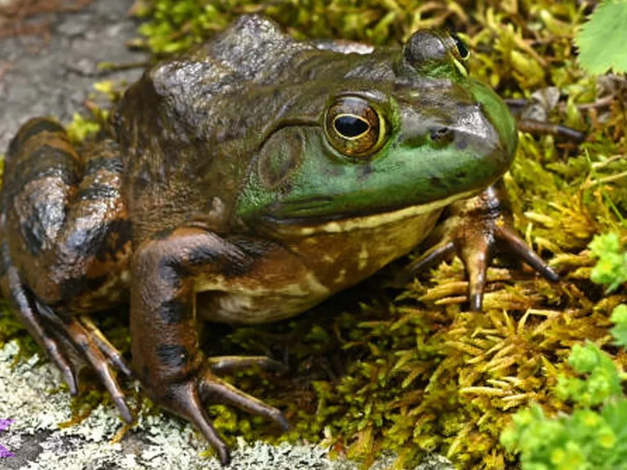 5 Kejutan Tentang Katak Lembu Nu Jarang Batur Apal