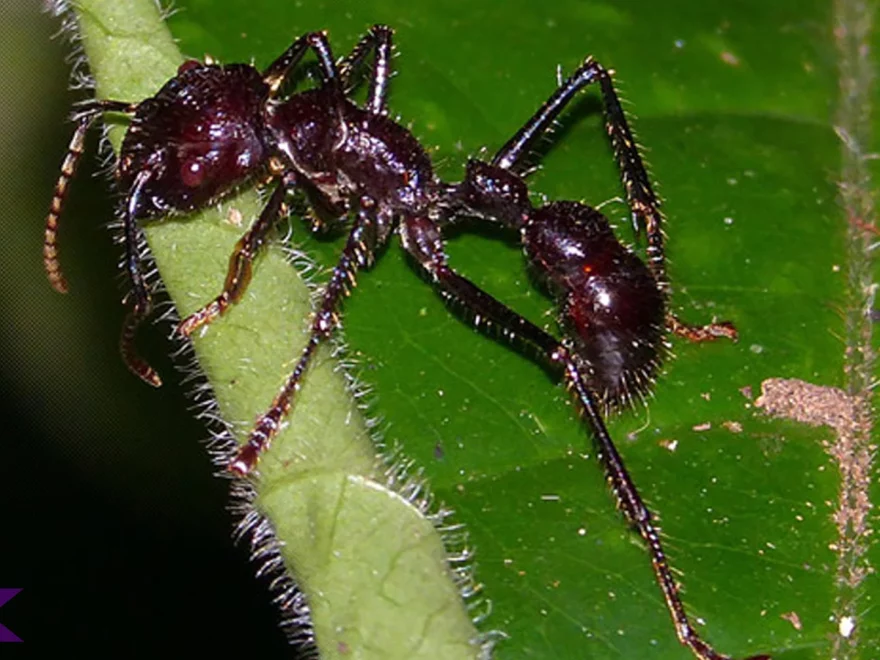 4 Keunikan Semut Peluru yang Membuatnya Begitu Menakutkan 1 4 Keunikan Semut Peluru yang Membuatnya Begitu Menakutkan