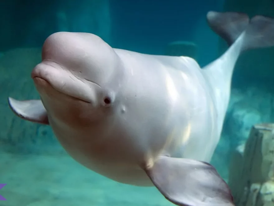 5 Alasan Paus Beluga Dijuluki “Kenari Laut” dengan Suara Unik