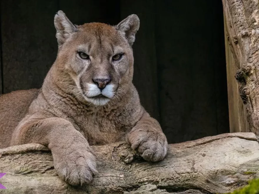 Puma: 5 Fakta yang Menunjukkan Keberanian & Ketangguhannya